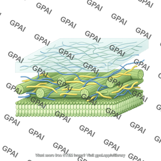 Primary cell wall