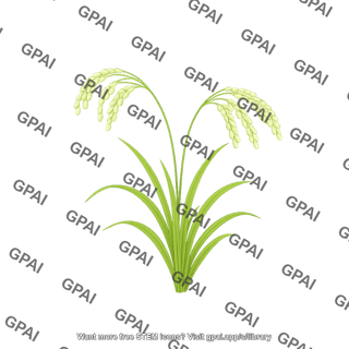 Rice plant milk stage