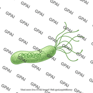 Helicobacter pylori