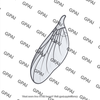 Housefly wing