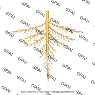Horseweed root