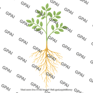 Alfalfa roots