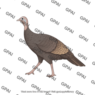 Turkey female