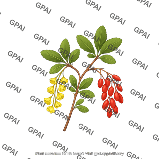 Barberry plant with berries