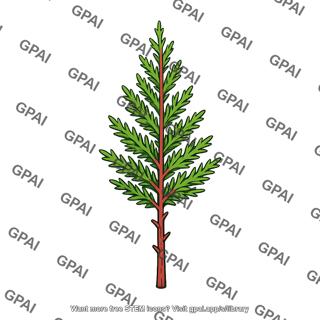 Cypress seedling