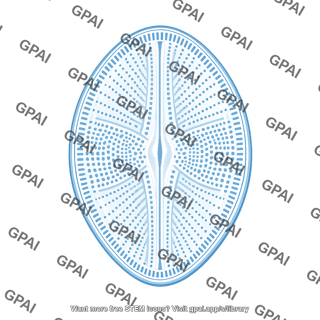 Diatom frustule