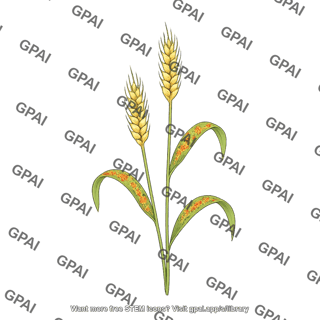Wheat with stem rust