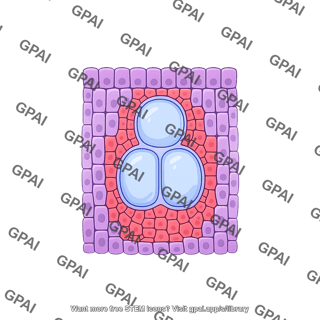 Xylem tissue plant