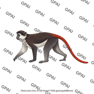 Red tailed monkey cercopithecus ascanius