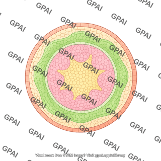 Stem monocot