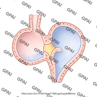 Zebrafish heart 5pdf cross section