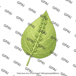 Leaf pathology aphids