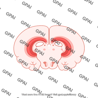 Mouse brain coronal plate 61