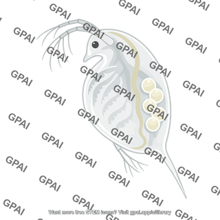 Daphnia magna 1