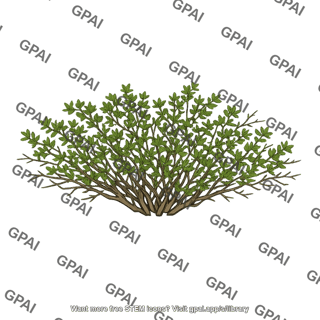 Larrea shrub