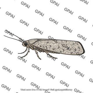 Greya politella