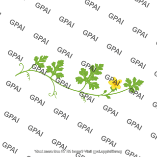 Watermelon plant