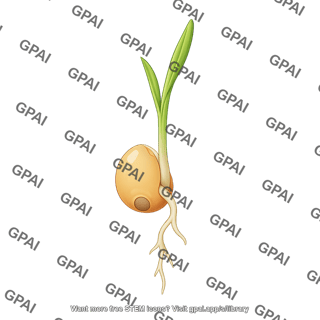 Sorghum seedling stage 1