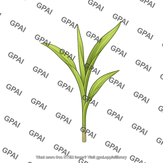 Corn seedling v1