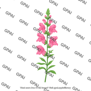Snapdragons antirrhinum