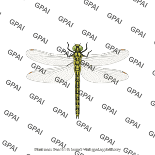 Dragonfly adult female