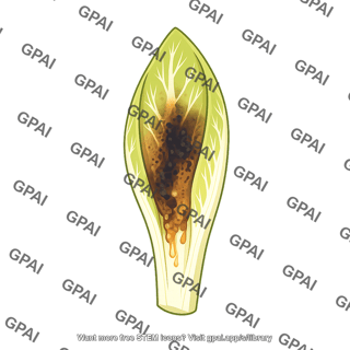 Belgian endive rotting