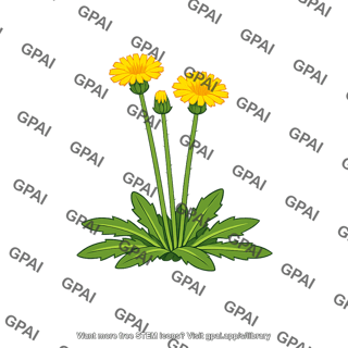 Hawkweed