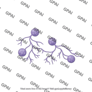 Arbuscular mycorrhiza no roots