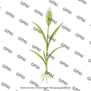 Wheat seedling 2