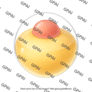 Zebrafish embryo 1 cell stage