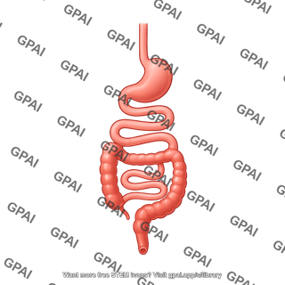 Mouse gi tract schematic