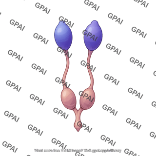 Anopheles reproductive system male