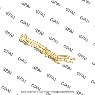 Mouse leg bones lateral view