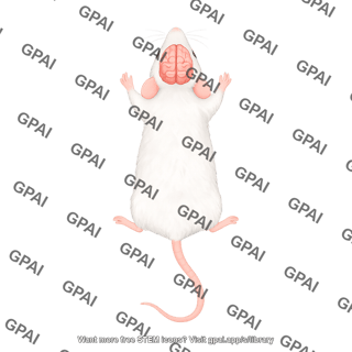 Mouse dorsal with brain