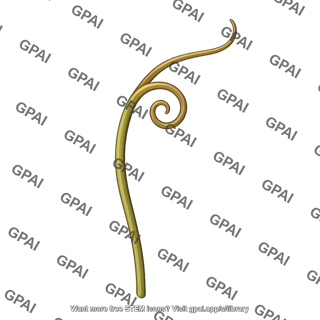 Grape tendril