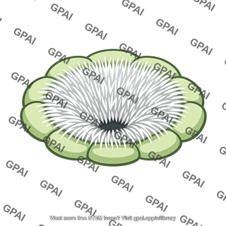 Stomatal pit hairy