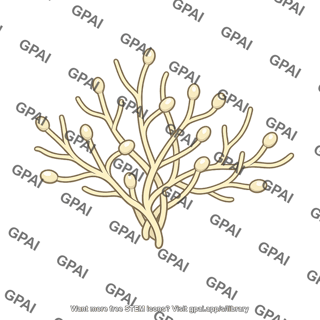Mycelial cluster