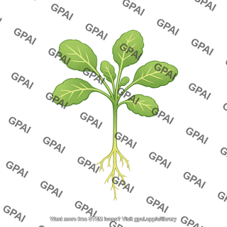 Arabidopsis young
