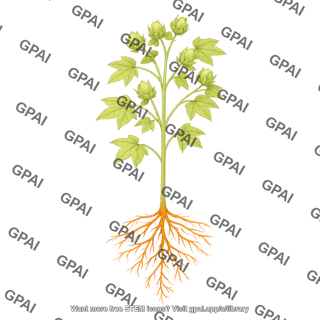 Cotton plant squaring with roots