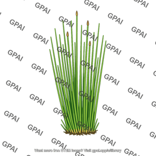 Eleocharis
