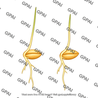 Wheat germinating seed 2