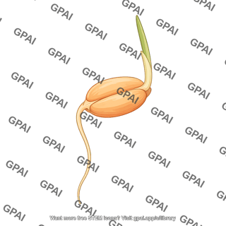Wheat germinating seed 2