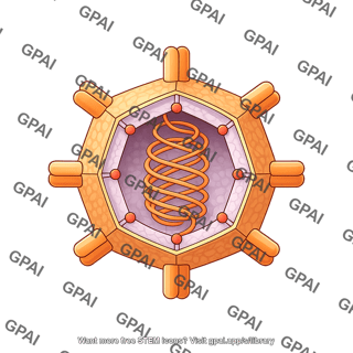 Phi x 174 bacteriophage 2d