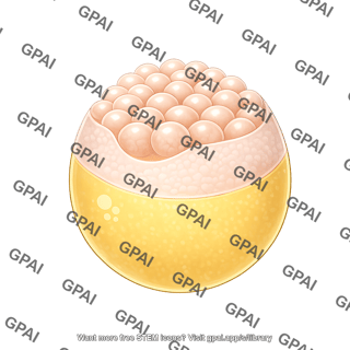 Zebrafish embryo 15. shield stage animal pole view