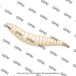 Schistocephalus solidus adult
