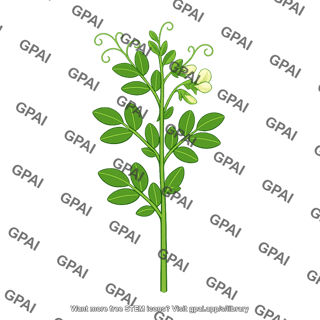 Pea family plant