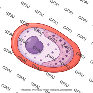 P malariae 4 male gametocyte 1