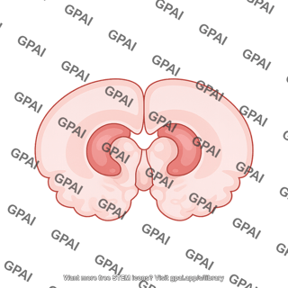 Mouse brain coronal basal forebrain