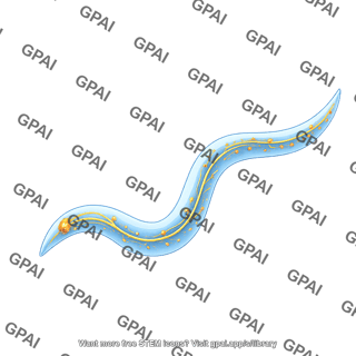 C. elegans nervous system in body