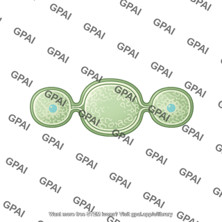 Heterocyst intercalary nostoc sp